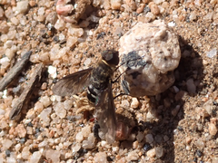Chrysanthrax vanus
