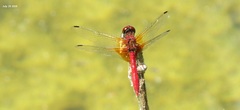 Sympetrum speciosum