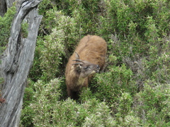 Formosan Serow photo 5