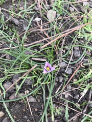 Romulea minutiflora