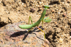 Trachymantis dentifrons