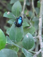 Platycorynus peregrinus