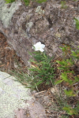 Mandevilla oaxacensis