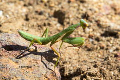 Trachymantis dentifrons