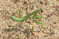 Trachymantis dentifrons