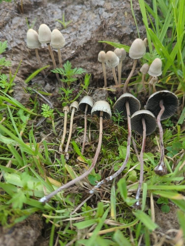 Panaeolus papilionaceus — (c) Alan Rockefeller, some rights reserved (CC BY)