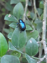 Platycorynus peregrinus