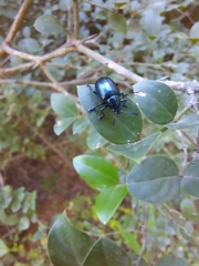 Platycorynus peregrinus