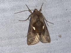 Autographa metallica