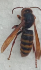 Vespa simillima simillima