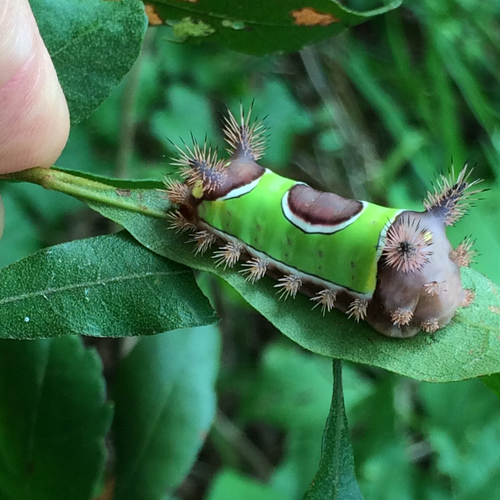 Saddleback caterpillar moth