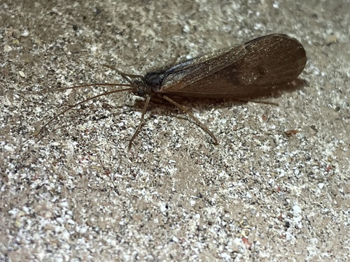iNaturalist observation photo of Northern Caddisflies