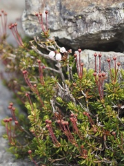 Phyllodoce nipponica