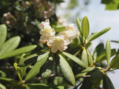 Rhododendron brachycarpum