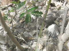 Cnemidophorus
