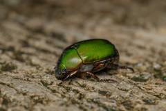 Anomala albopilosa