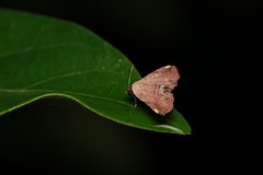 Eublemma abrupta