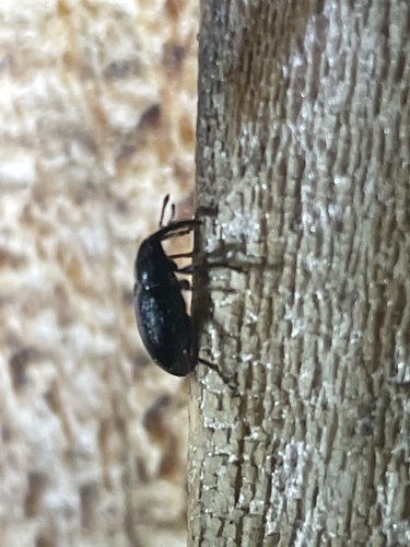 iNaturalist observation photo of True Weevils