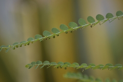 Phyllanthus amarus