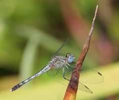 Diplacodes trivialis