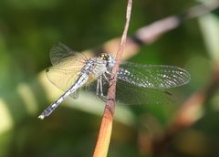 Diplacodes trivialis