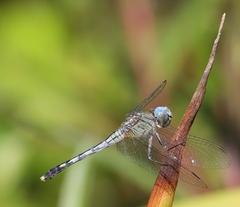 Diplacodes trivialis