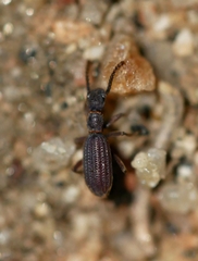 Araeoschizus