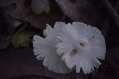 Termitomyces microcarpus