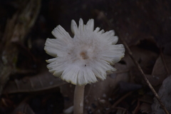 Termitomyces microcarpus