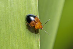 Nisotra bicolorata