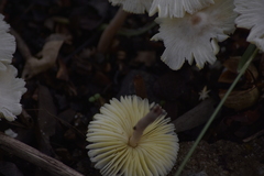 Termitomyces microcarpus