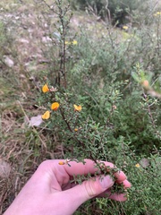 Pultenaea parviflora