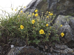 Potentilla matsumurae