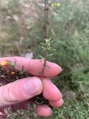 Pultenaea parviflora