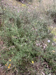 Pultenaea parviflora