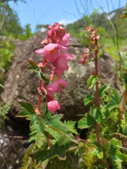 Begonia angustiloba