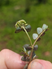 Euphorbia umbellulata