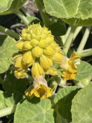 Ibicella lutea