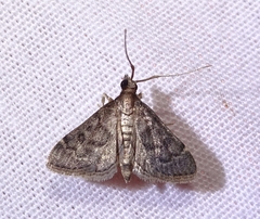 Steniodes declivalis