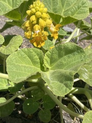 Ibicella lutea