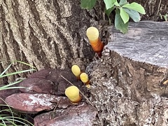 Ganoderma