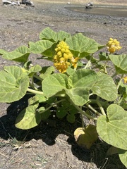 Ibicella lutea