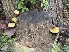 Ganoderma