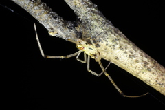 Thwaitesia margaritifera