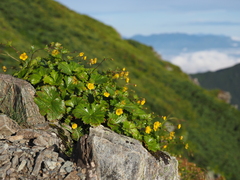 Geum calthifolium nipponicum