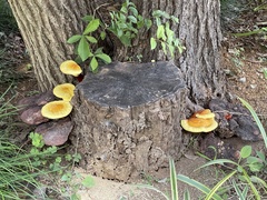 Ganoderma