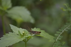Diabolocatantops pinguis