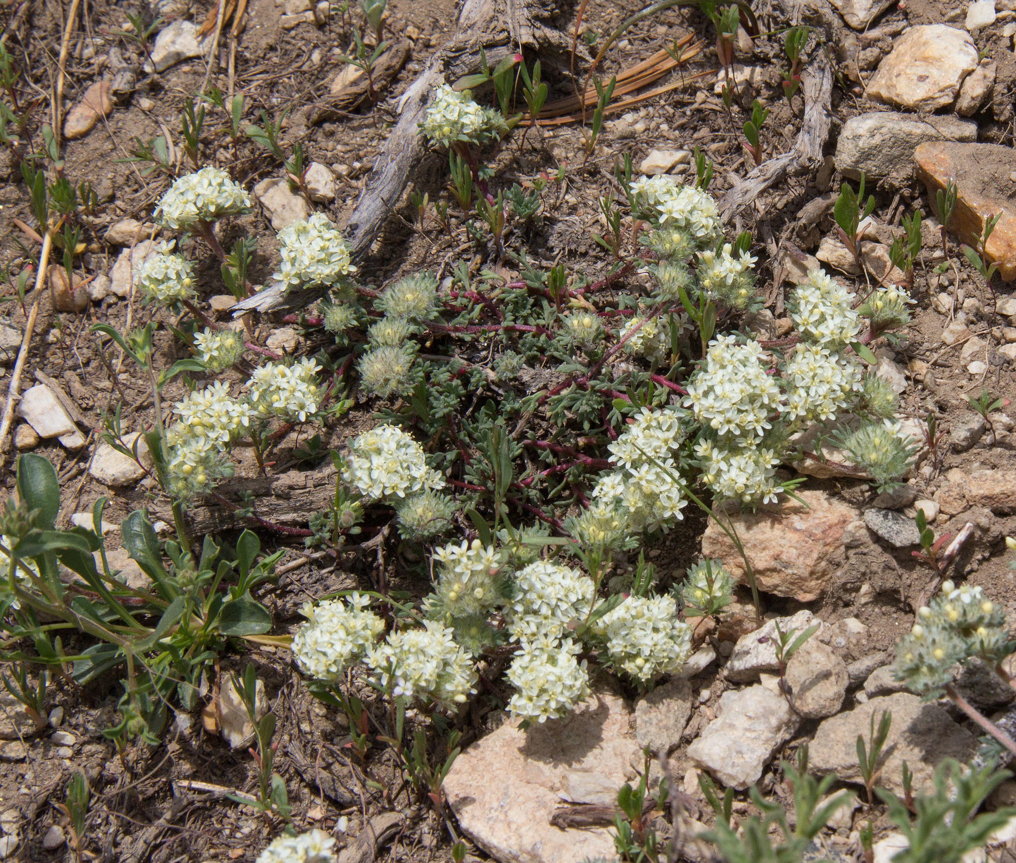Ipomopsis congesta ssp. viridis
