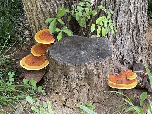 Ganoderma