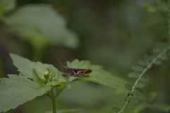 Diabolocatantops pinguis